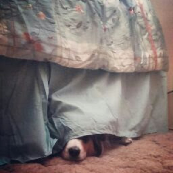 Meet your Posher, Samantha - Picture 1 of 1